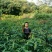 金煌芒树苗1m以下