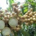 龙眼树苗30~50cm