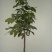 龙眼树苗30~50cm