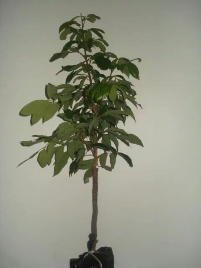 龙眼树苗30~50cm