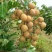 龙眼树苗30~50cm
