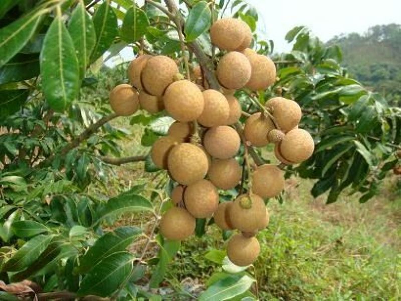 龙眼树苗30~50cm