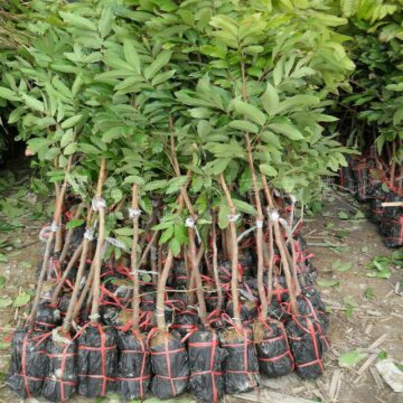 龙眼树苗30~50cm
