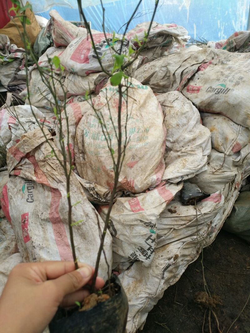 蓝莓苗2年以上30~50cm