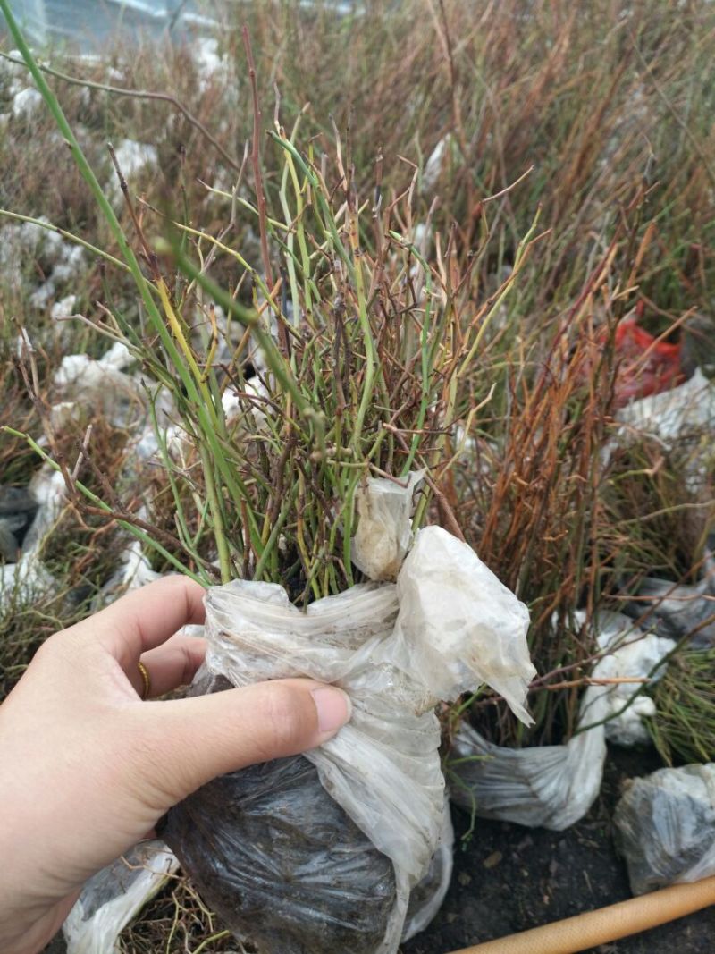 蓝莓苗2年以上30~50cm