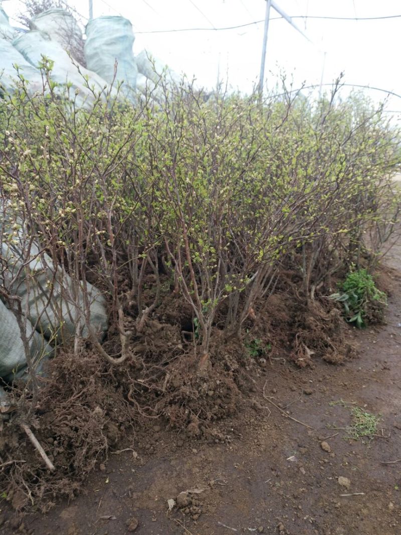 蓝莓苗2年以上30~50cm