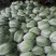 菊锦春白菜7斤以上毛菜