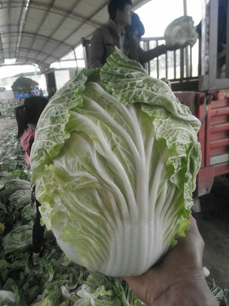 菊锦春白菜7斤以上毛菜