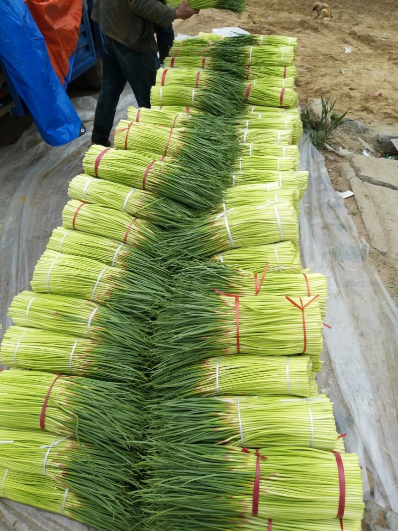 【精品红帽蒜苔】，蒜苔，基地直发大量上市欢迎联系