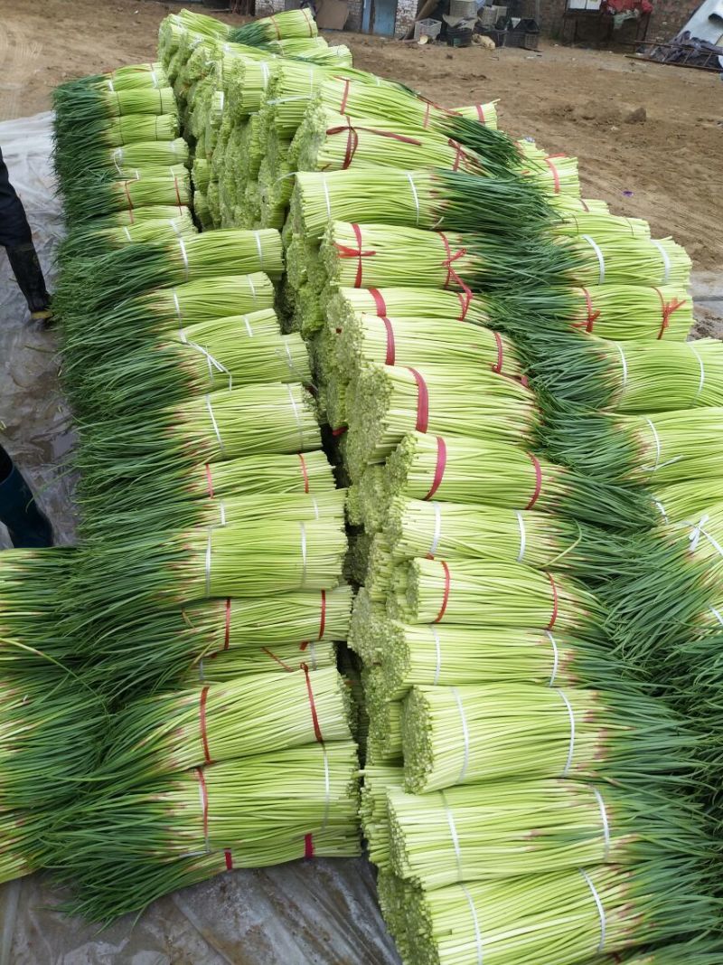 【精品红帽蒜苔】，蒜苔，基地直发大量上市欢迎联系