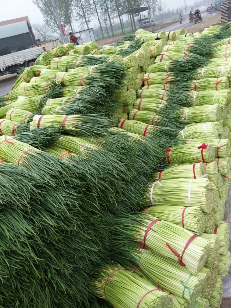 【精品红帽蒜苔】，蒜苔，基地直发大量上市欢迎联系