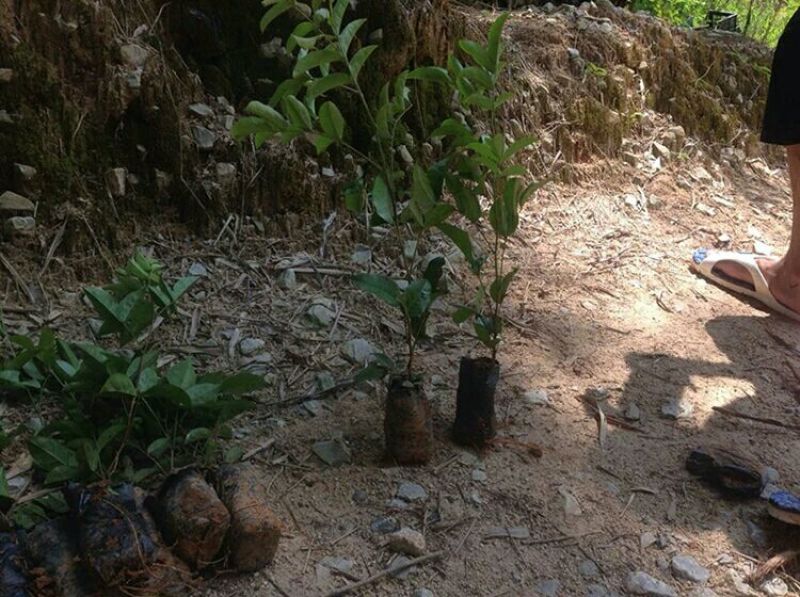 牛大力种苗15cm以下