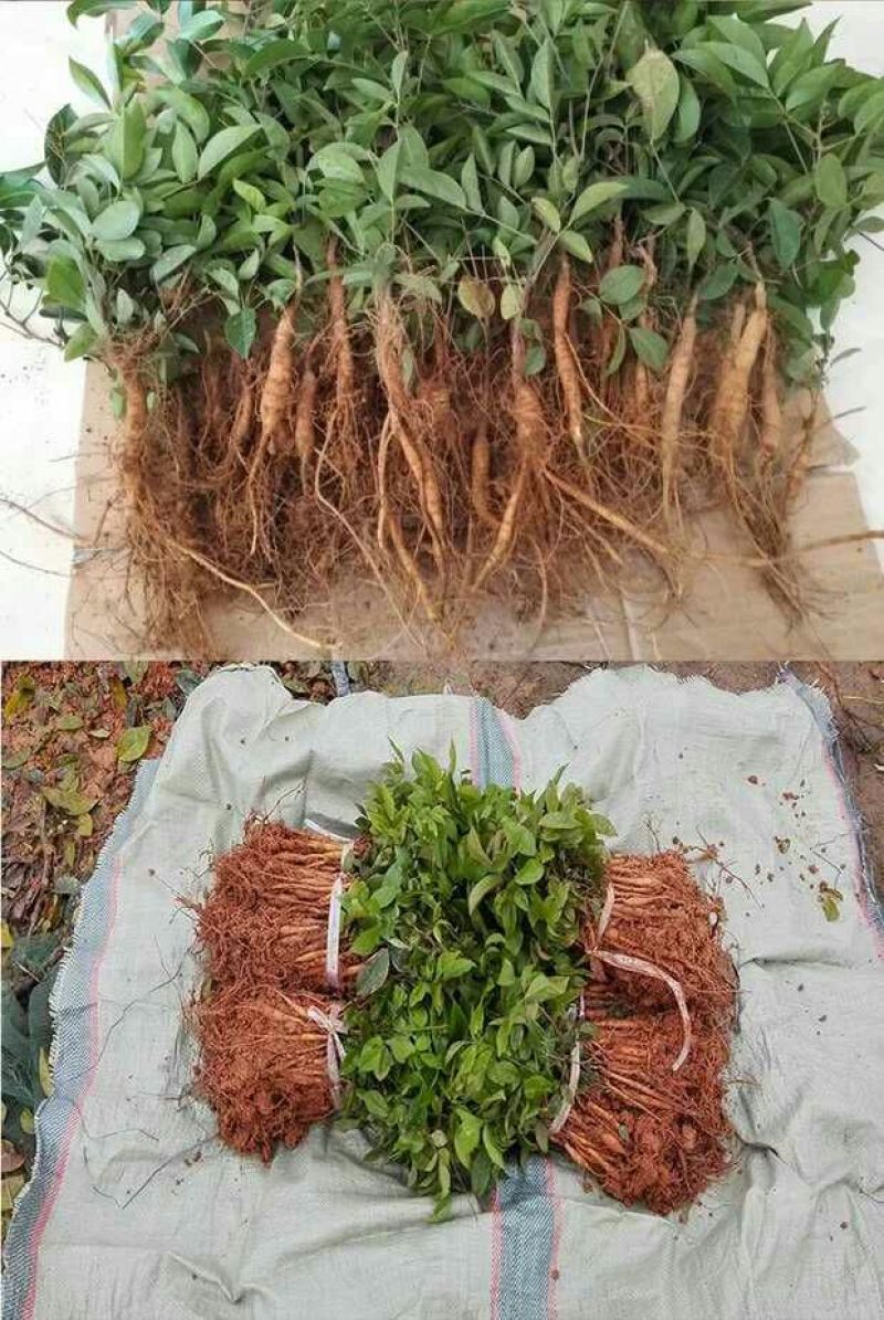 牛大力种苗15cm以下