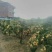 无核黄皮果苗50~80cmcm