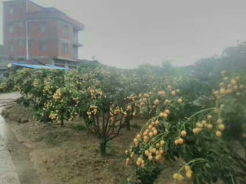 无核黄皮果苗50~80cmcm