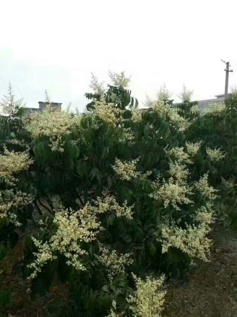 无核黄皮果苗50~80cmcm