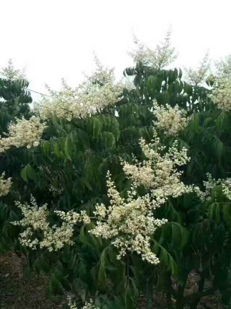 无核黄皮果苗50~80cmcm