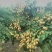 无核黄皮果苗50~80cmcm
