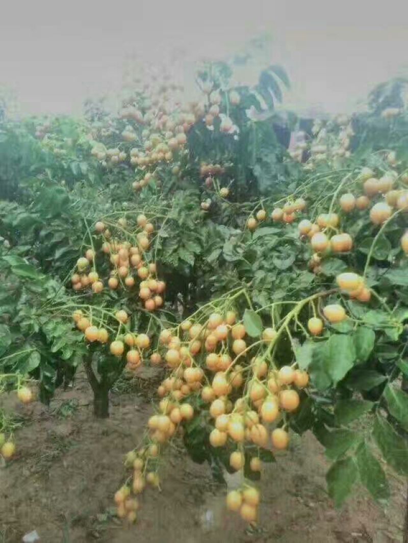 无核黄皮果苗50~80cmcm