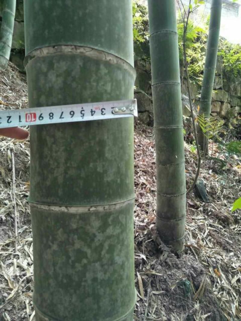楠竹6cm以上6米以上