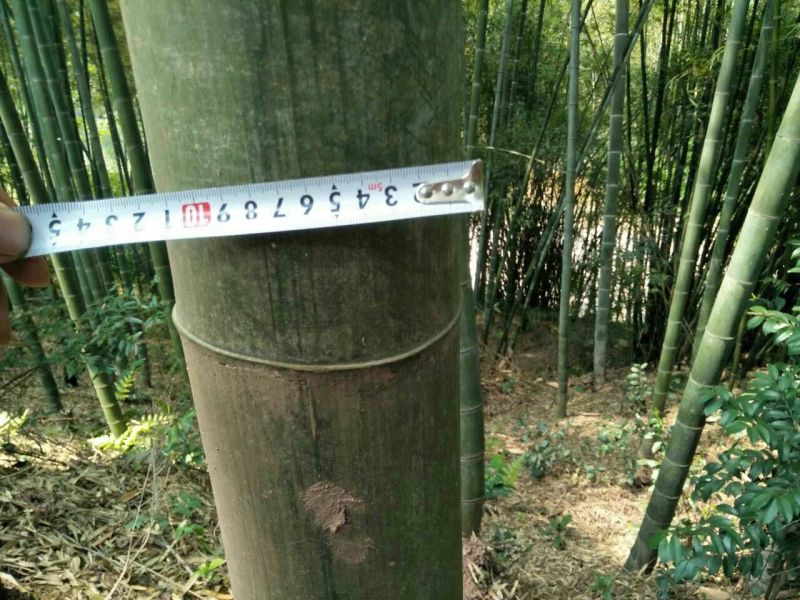楠竹6cm以上6米以上