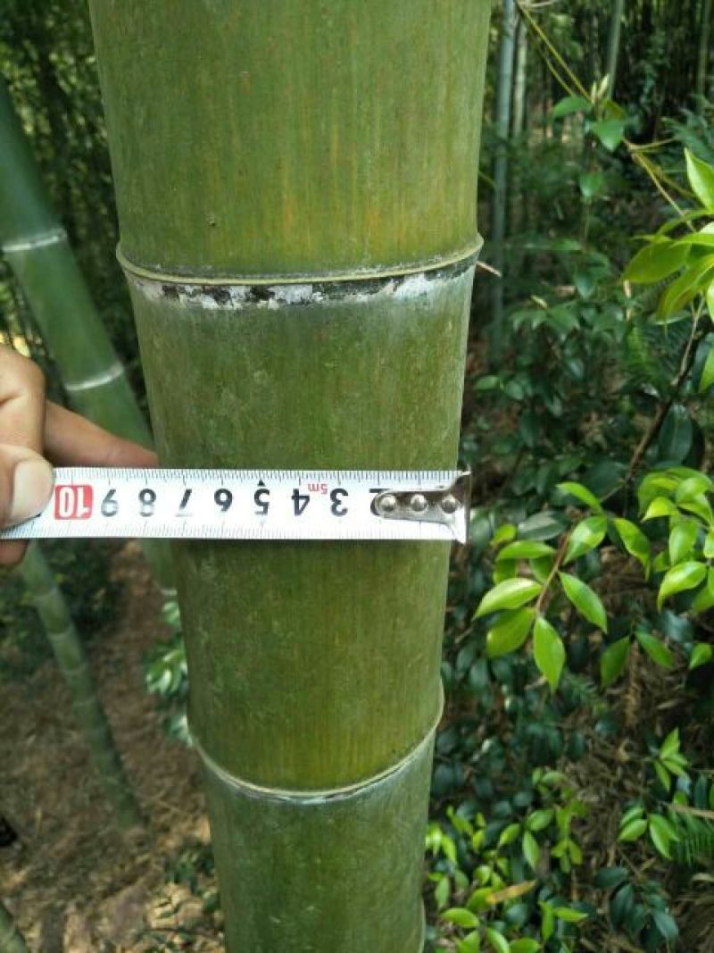 楠竹6cm以上6米以上