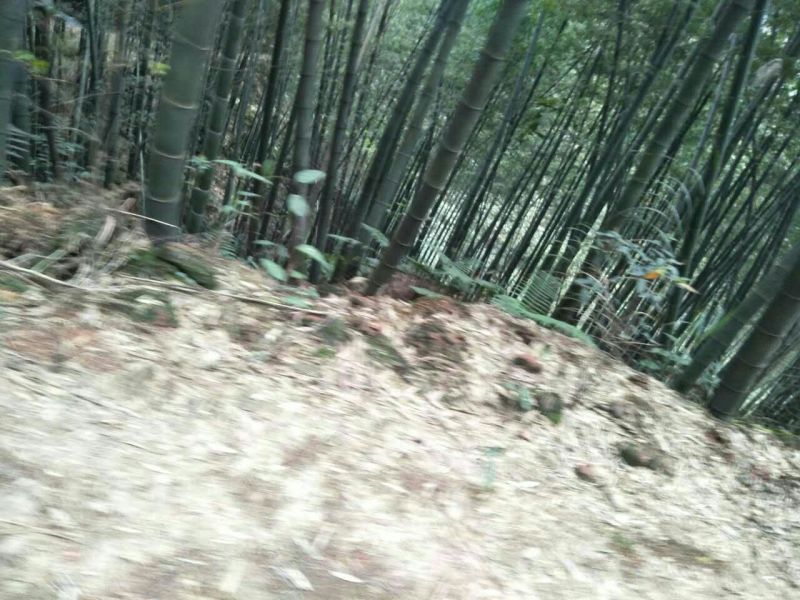 楠竹6cm以上6米以上