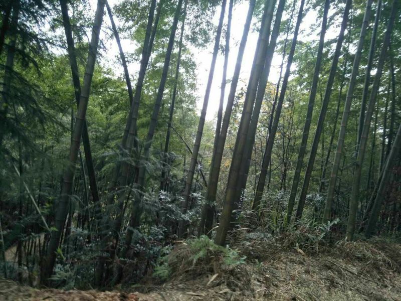楠竹6cm以上6米以上