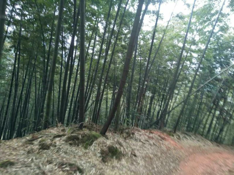 楠竹6cm以上6米以上