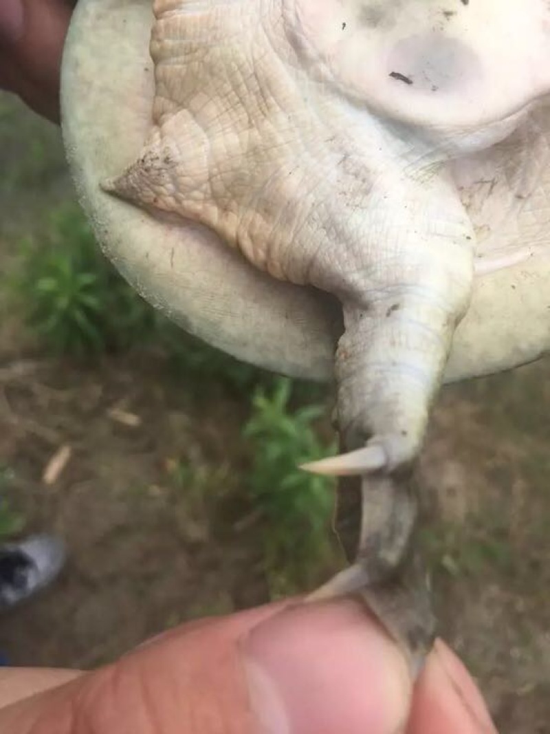 生态甲鱼