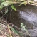 生态甲鱼