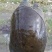 生态甲鱼