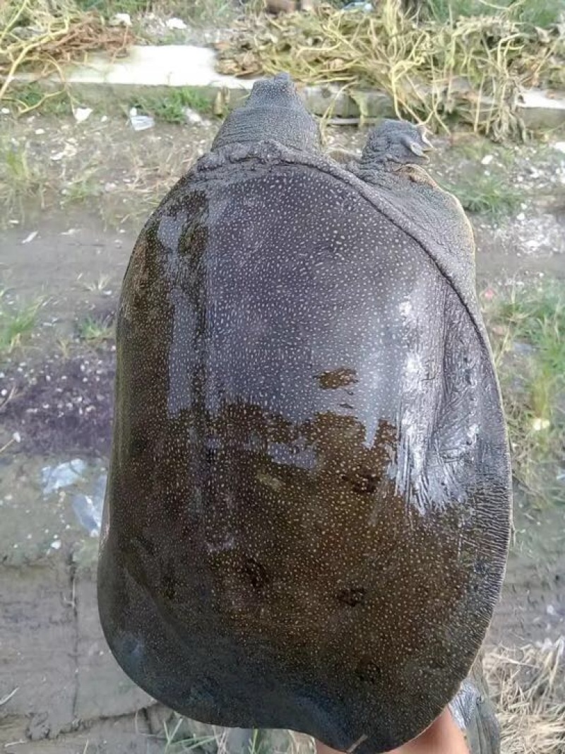 生态甲鱼