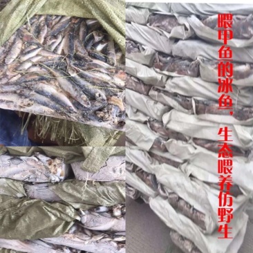 生态甲鱼