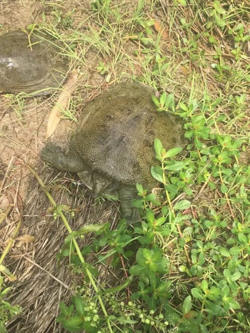 生态甲鱼