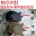 生态甲鱼