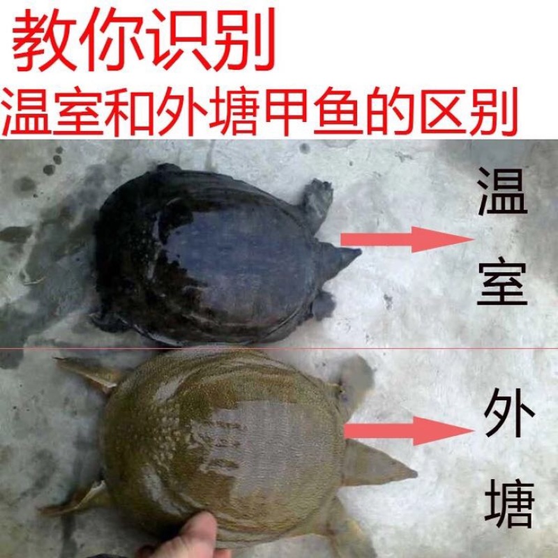 生态甲鱼