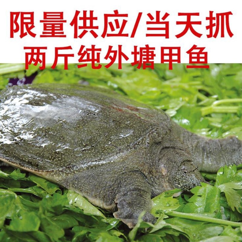 生态甲鱼