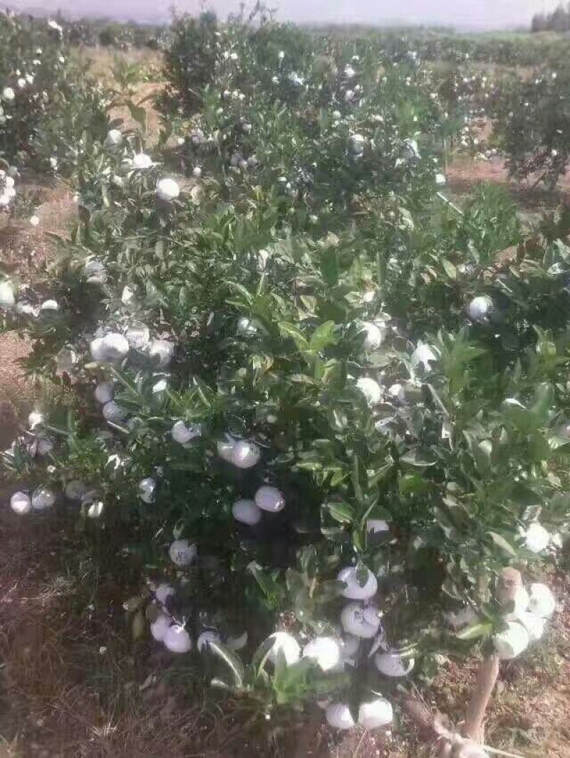 柑橘苗沃柑树苗太后果南北方均可种植包邮价