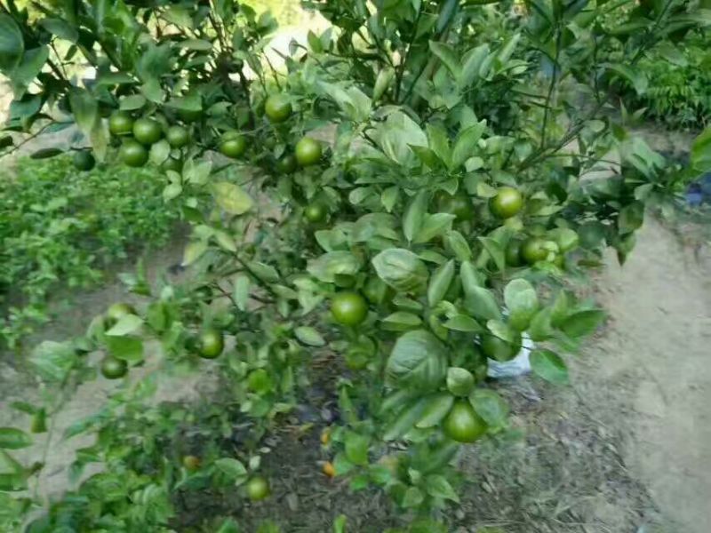 柑橘苗沃柑树苗太后果南北方均可种植包邮价