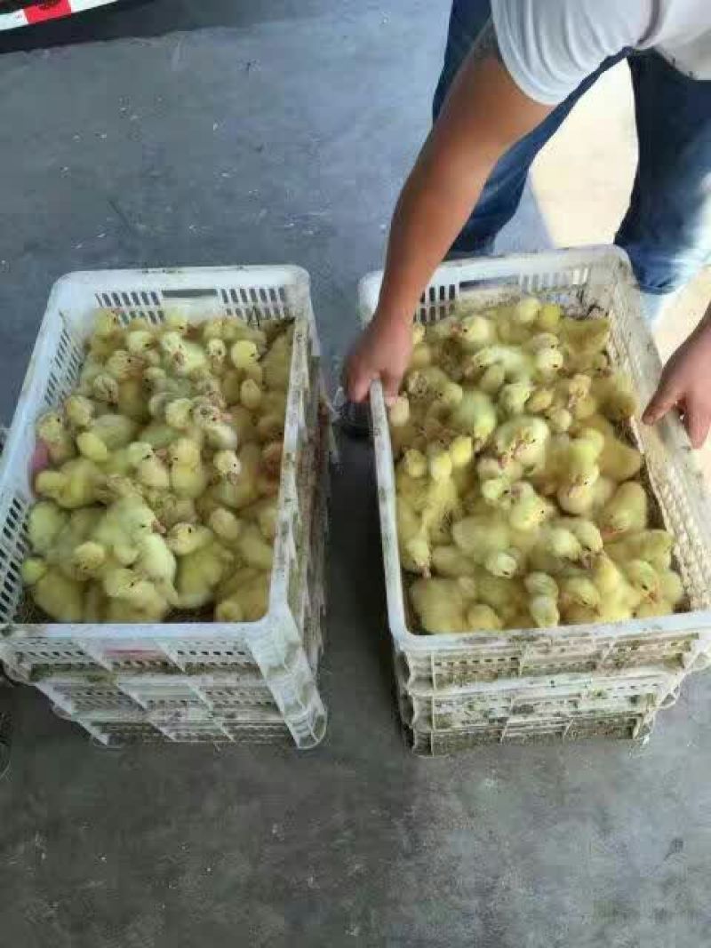鹅苗250g以下