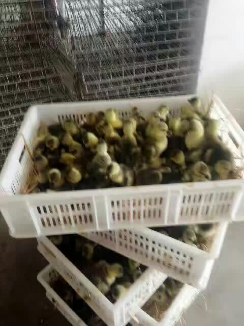 鹅苗250g以下