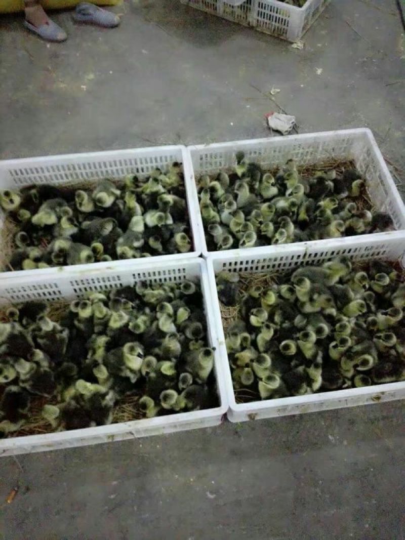 鹅苗250g以下