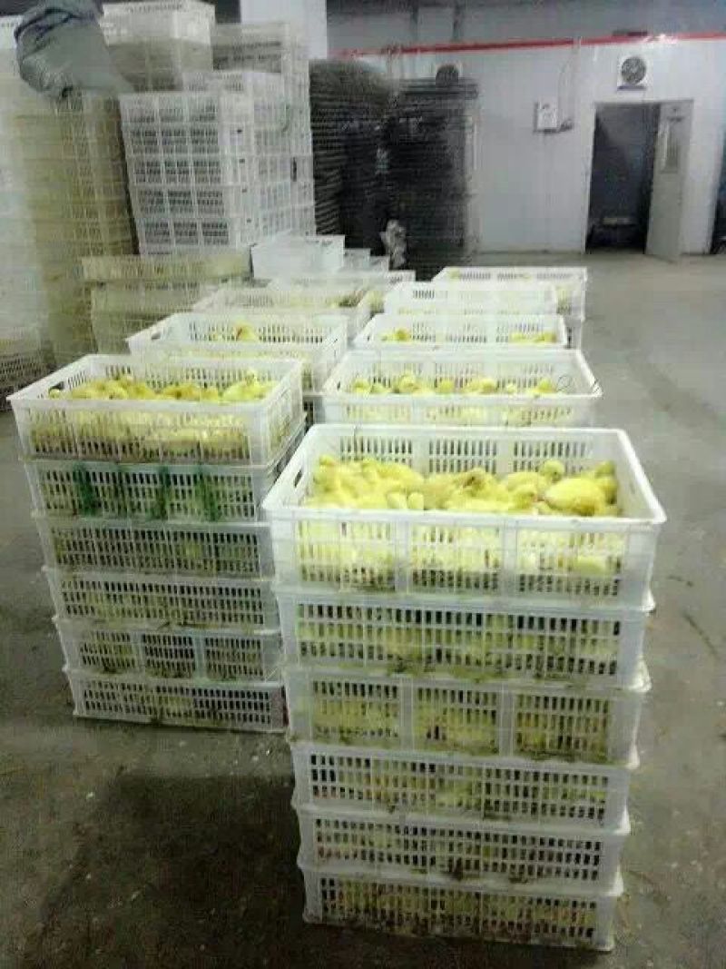 鹅苗250g以下