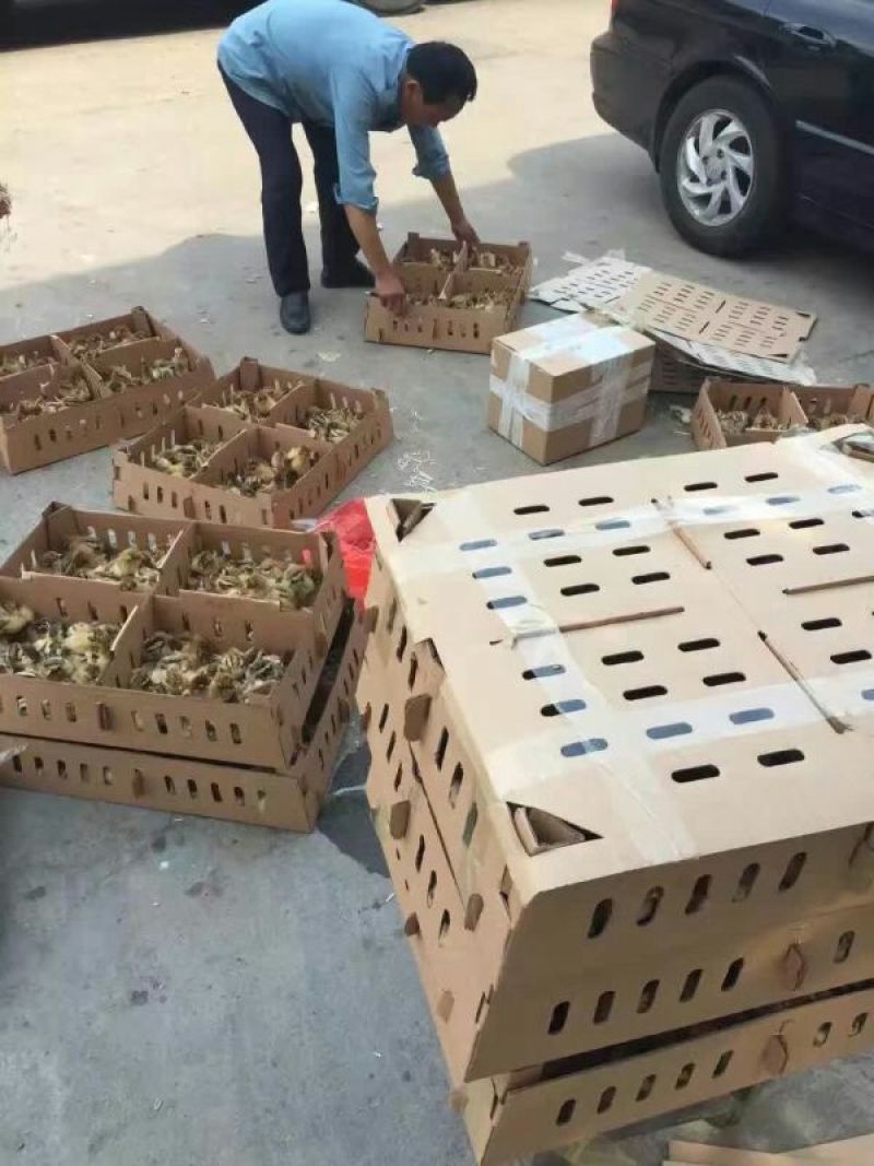 鹅苗250g以下