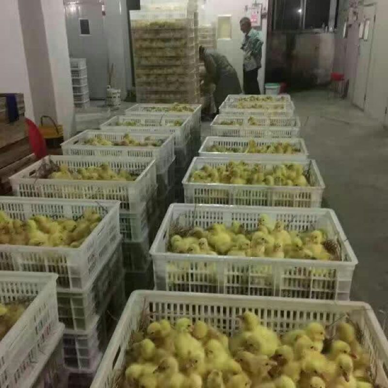 鹅苗250g以下