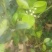 柚子苗0.8~1cm0.8~1m