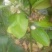 柚子苗0.8~1cm0.8~1m
