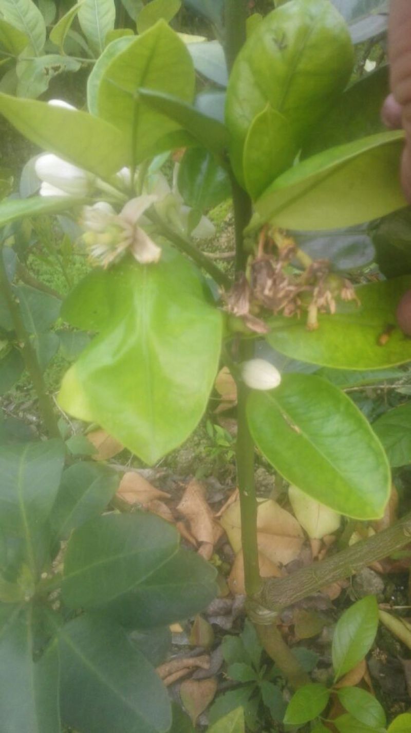 柚子苗0.8~1cm0.8~1m