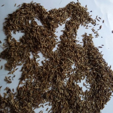 蒲公英种子90%以上